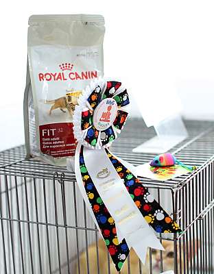 �������� ����� '���-�����-������' 22-23 ������ 2014 169A7811 copy.jpg